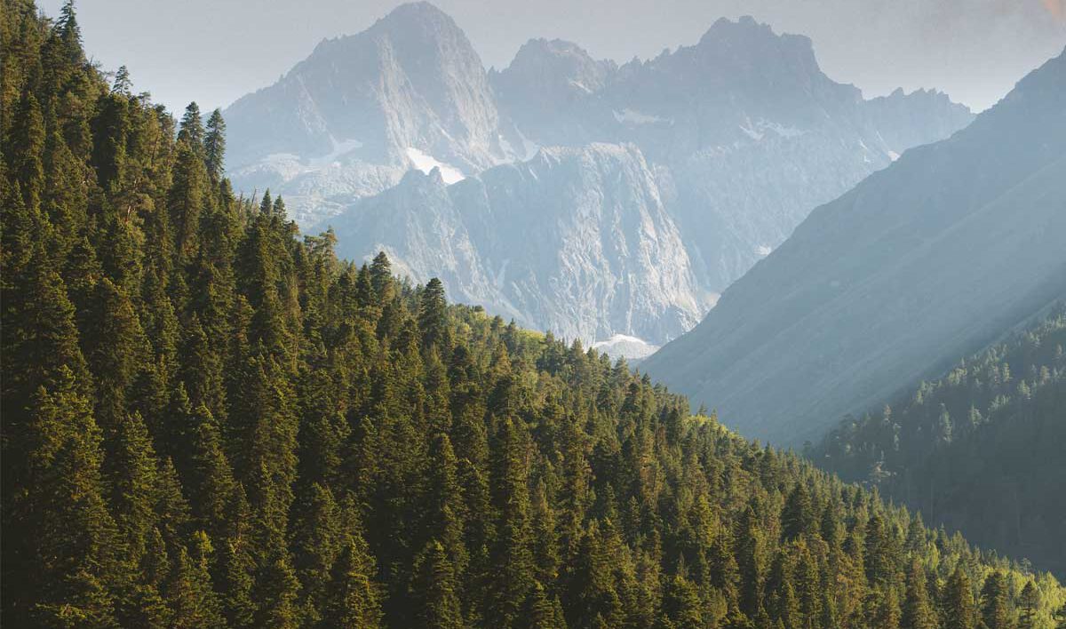 Tops of trees in forest looking into the mountains
