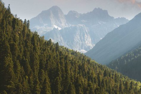 Tops of trees in forest looking into the mountains